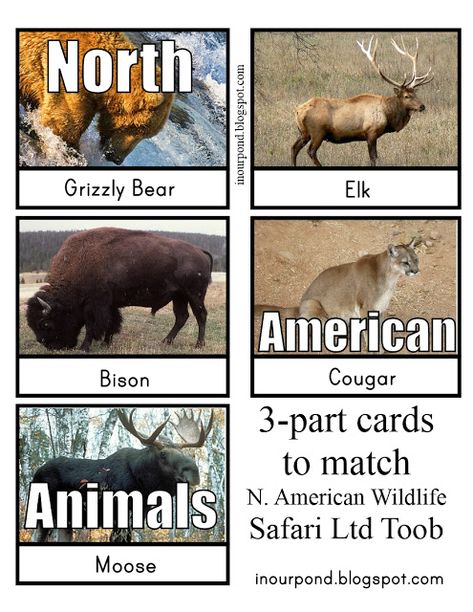 FREE 3-Part Cards for Safari Ltd North American Animals Toob from In Our Pond North American Animals Preschool, Animals Of North America, Homeschool Themes, Animal Mashups, Montessori Science, Montessori Geography, Henna Inspiration, North American Animals, American Wildlife