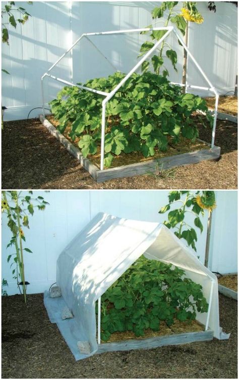 Easy A Frame Mini Greenhouse Pvc Greenhouse Plans, Build Greenhouse, What Is A Conservatory, Pvc Greenhouse, Greenhouse Diy, Cheap Greenhouse, Mini Serre, Diy Greenhouse Plans, Best Greenhouse