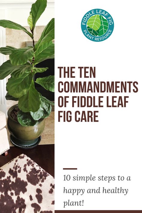 Fiddle Leaf Fig Care, Fiddle Fig Tree, Indoor Planting, Fiddle Leaf Tree, Downward Spiral, Plant Tips, Fig Plant, Lemon Trees, Fiddle Fig