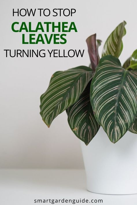 Learn the easy way to prevent yellow leaves on calatheas. These challenging, but incredibly beautiful houseplants are worth every bit of effort. I can't get enough of them. Pinstripe Calathea Plant Care, Calathea Ornata Care, Calathea Pinstripe, Pinstripe Calathea, Safe House Plants, Calathea Ornata, Air Purifying House Plants, Rainforest Plants, Calathea Plant