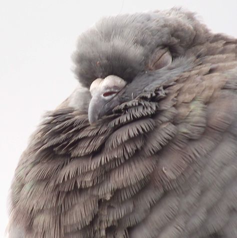 Pudgy Pigeons, Farrow And Ball Pigeon, Pigeon White, Pigeon Drawing, Pigeon Tattoo, Pigeon Loft Design, Pet Pigeon, Cute Pigeon, Symbol Of Peace