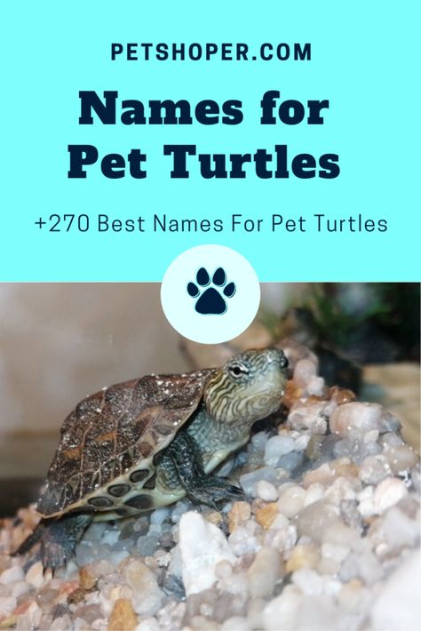 +270 Best Names For Pet Turtles And Tortoises [2020] | PetShoper Names For Tortoises, Turtle Names Ideas, Pet Turtle Names, Names For Turtles, Turtle Tank Ideas, Red Footed Tortoise, Turtle Names, Funny Turtle, Best Names