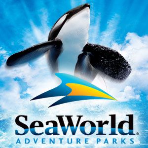 Seaworld San Diego, Seaworld Orlando, Killer Whale, Adventure Park, San Antonio Texas, Sea World, Orlando Florida, Vacation Spots, Theme Park