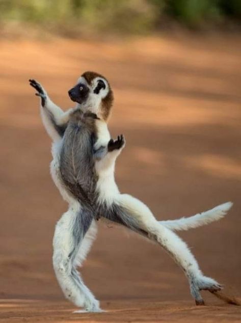 Animals Dancing, Dancing Monkey, Animals Portrait, Dancing Animals, Animals Photos, Cool Animals, Monkeys Funny, Unusual Animals, Book Markers