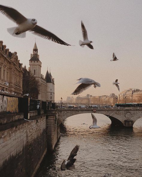 Image may contain: sky, bird, outdoor and water Lauren Core, Spring In Paris, Aesthetic Place, Dark Acadamia, Dark Academia Aesthetic, Academia Aesthetic, Beige Aesthetic, Brown Aesthetic, Old Buildings