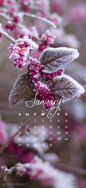 January Wallpaper, Qhd Wallpaper, Nature Iphone Wallpaper, Pagan Rituals, Calendar Wallpaper, Wallpaper Nature Flowers, Winter Wallpaper, Best Iphone Wallpapers, Winter Flowers