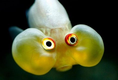 Not sure if it's cute... but funny anyway! :) Bubble Eye Goldfish, Creepy Animals, Deep Sea Creatures, Cool Fish, Weird Fish, Funny Animal Photos, Crazy Eyes, Deep Sea Fishing, Fishing Humor