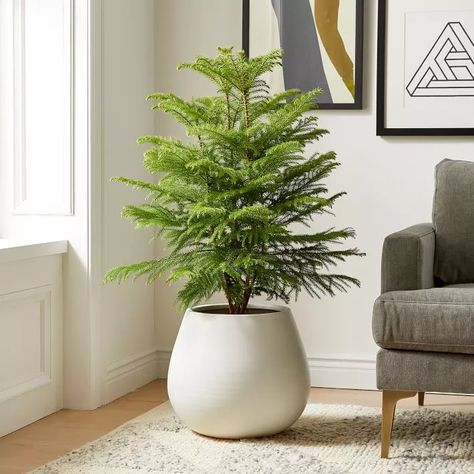 15 Best Indoor Trees to Add Some Greenery to Your Home Best Indoor Trees, Norfolk Island Pine, Luxury Christmas Decor, Norfolk Island, Live Indoor Plants, Norfolk Pine, West Elm Kids, Indoor Trees, Lily Plants