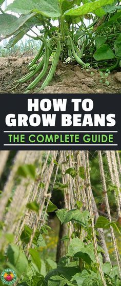 Learning how to grow beans means you'll never be without a great source of protein in your diet. They're one of the fastest and easiest veggies to grow! #beans #gardening #epicgardening Easiest Veggies To Grow, Veggies To Grow, Grow Beans, Lily Of Valley, Source Of Protein, Organic Vegetable Garden, Garden Types, Outdoor Stuff, Home Vegetable Garden