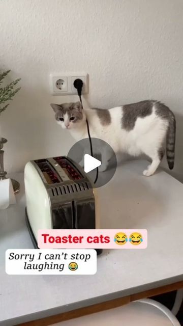 Animal Humor Hilarious, Cat Jokes For Kids, Funny Cats And Dogs Videos, Funny Videos Cats, Funny Pets Videos, Funny Cat Videos Can't Stop Laughing, Funny Cat Videos Hilarious, Funny Videos Of Animals, Cute Cat Videos Funny