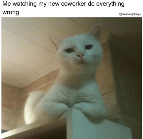 26 Hilarious Work Memes to Send to Your Coworker Besties (July 8, 2024) Work Bestie Meme, Hilarious Work Memes, Coworker Memes, Funny Coworker Memes, Coworker Humor, Coffee Meme, Work Bestie, Cheezburger Cat, Dungeons And Dragons Game