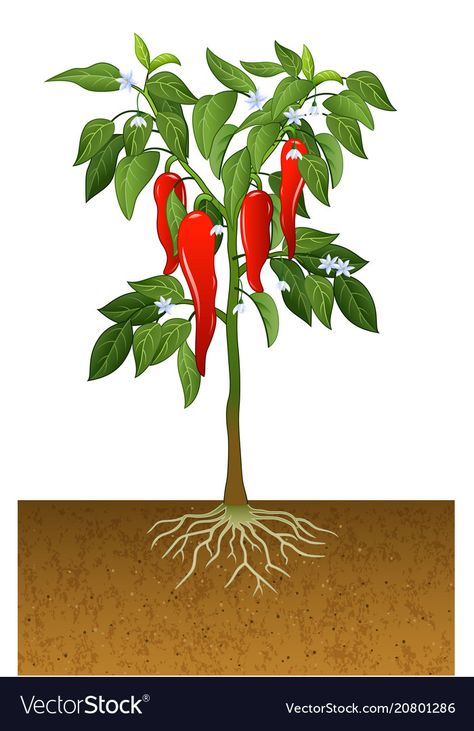 Chili pepper plant Royalty Free Vector Image - VectorStock Chili Pepper Plant, Bell Pepper Plant, Plants Kindergarten, Vegetable Drawing, Chilli Plant, Plant Cartoon, Pepper Plant, Plant Vector, Kampot