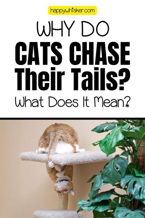 Why Do Cats Chase Their Tails? What Does It Mean? Interesting Facts About Yourself, It Funny, Cat Behavior, Cat Facts, The Question, A Cat