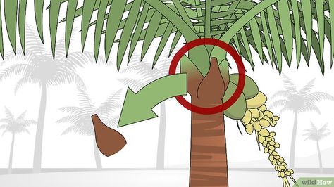 Expert Advice on How to Trim a Palm Tree - wikiHow Tropical Plants Uk, Queen Palm Tree, Ponytail Palm Tree, Small Palm Trees, Palm Tree Plant, Pruning Tools, Palm Branch, Florida Gardening, Beach Garden