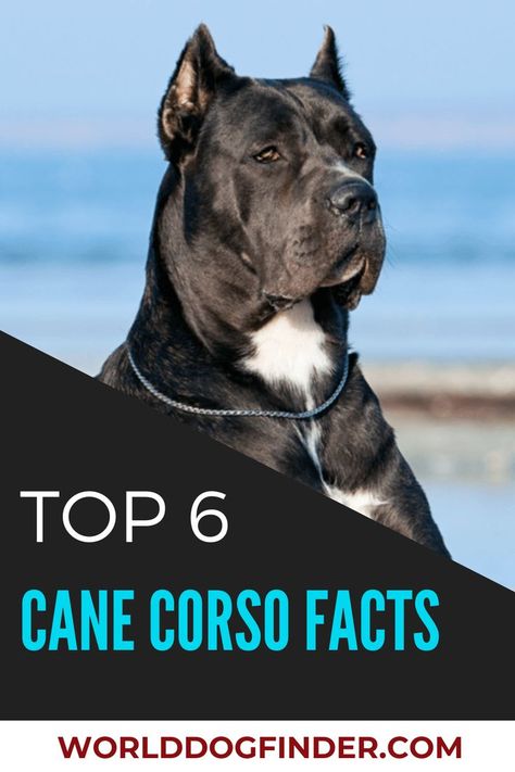 King Cane Corso, Kane Corso Puppies, American Pit Corso, Cane Corso Facts, King Corso Dog Puppies, Cane Corso Tattoo Ideas, Can Corso Dogs, Kane Corso Dog, Came Corso Dog