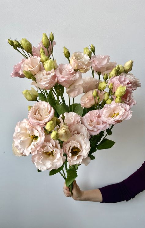 Peach Lisianthus Flower, Light Pink Lisianthus, August Wedding Florals, Lisanthius Flowers, Champagne Lisianthus, Lisianthus Peach, Blush Lisianthus, Floral Design Classes, Flower Varieties