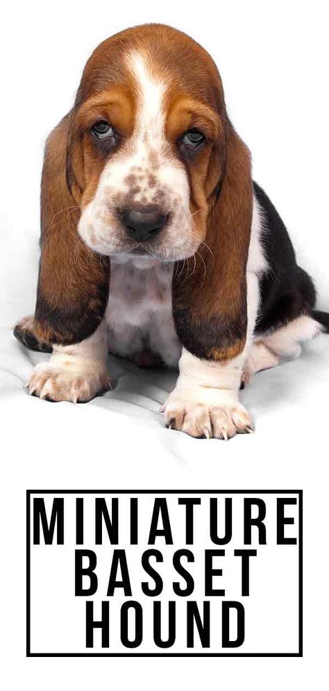 Is the Miniature Basset Hound the Right Dog for You? Basset Hound For Sale, Bassett Hound Puppy, Basset Hound Breeders, Miniature Basset Hound, Baby Basset Hound, Basset Hound Funny, Hound Dog Puppies, Miniature Dog Breeds, Basset Dog