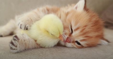 Kitten And Baby Chick Are The Best Snuggle Buddies (Video) - I Can Has Cheezburger? Orange Kittens, Baby Chickens, Animals Friendship, Funny Cats And Dogs, Little Kittens, Anime Cat, Baby Chicks, Funny Cat Pictures