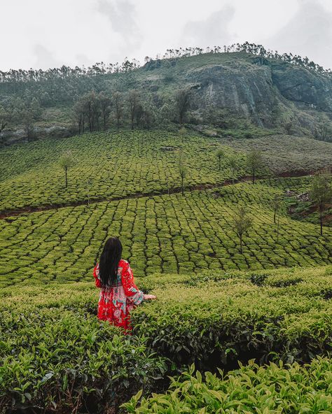 Ooty Photo Ideas, Ooty Tea Estate, Tea Fields Photography, Munnar Photography Ideas, Tea Garden Poses, Poses In Tea Garden, Tea Garden Photography Pose, Tea Estate Photography Pose, Photo Poses In Ooty