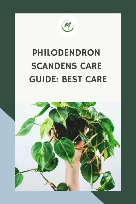 Discover the secrets to optimal Philodendron Scandens care! Cultivate and maintain this attractive plant with our guide! Fast Growing Climbers, Philodendron Care, Philodendron Scandens, Philodendron Plant, Water Drip, Powdery Mildew, Neem Oil, Peat Moss, Propagating Plants