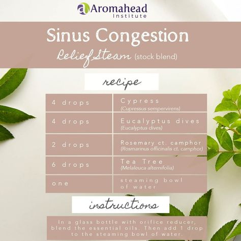 Clearing Sinuses, How To Clear Sinuses, Cupressus Sempervirens, Sinus Congestion, Natural Healing Remedies, Rosmarinus Officinalis, Melaleuca Alternifolia, Essential Oil Recipes, Oil Recipes