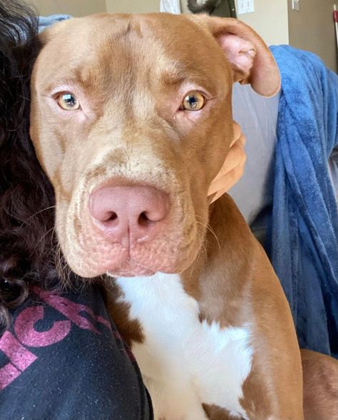 "King" Full Breed Red Nose Pitbull Rednose Pitbulls, Pitbull Red Nose, Red Pitbull, Red Nose Pitbull Puppies, Pitbull Colors, Red Nose Pit, Pitbull Boxer, Pit Bull Puppy, Pitbull Puppies For Sale