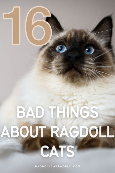 Owning a ragdoll cat may seem like a dream, but there are some drawbacks you need to consider before bringing one into your home. From their tendency to be clingy and demanding to their potential health issues, it's important to be aware of the downsides. If you're thinking about getting a ragdoll cat or already have one, this information will help you navigate the challenges and enjoy all the wonderful things about this breed. Cat Breeds Ragdoll, Ragdoll Cat Breed, Most Popular Cat Breeds, Popular Cat Breeds, Cat Allergies, Cat Hacks, Ragdoll Cats, Ragdoll Kitten, Outdoor Cats