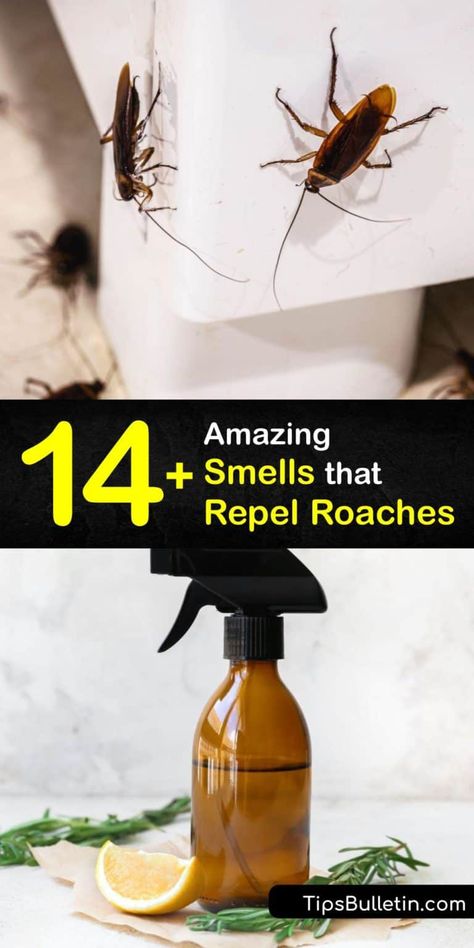 Roach Remedies, Home Remedies For Roaches, Cockroach Repellent, Repellent Diy, Diy Bug Repellent, Kill Roaches, Diy Bug Spray, Bug Spray Recipe, Roach Killer