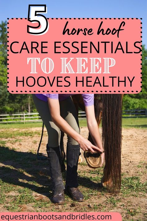 Horse Care Hacks, First Time Horse Owner Checklist, Horse Tips For Beginners, Horse Grooming Tips, Horse Care For Beginners, Horse Training Schedule, Pole Exercises For Horses, Horse Basics, Liberty Horse Training