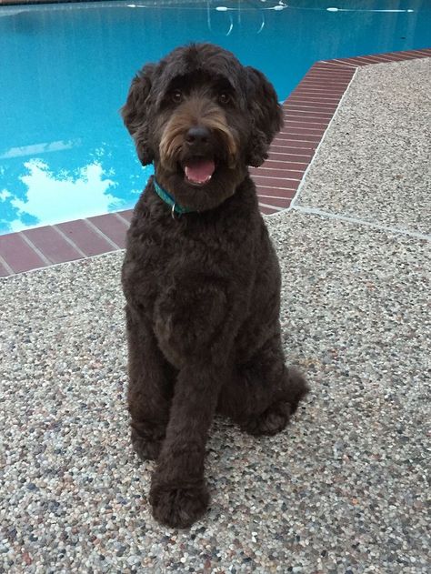 Black labradoodle puppy cut, labradoodle short haircut for summer Labradoodle Puppy Cut, Labradoodle Short Haircut, Labradoodle Grooming Haircuts, Golden Doodle Haircut Styles, Labradoodle Grooming Style, Doodle Haircut Styles, Golden Doodle Haircut, Labradoodle Haircuts, Labradoodle Hair