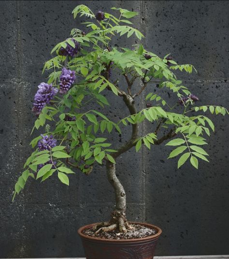 Bonsai Wisteria, Feminine Herbs, Wisteria Bonsai, Flowering Bonsai, Bonsai Diy, Wisteria Plant, Bonsai Forest, Bonsai Care, Bonsai Tree Types