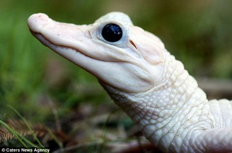 Snappy looker: A white baby American alligator isn't hard to miss here for animal-lovers ... Rare Albino Animals, White Animals, American Alligator, Albino Animals, Rare Animals, Amazing Pictures, Crocodiles, Reptiles And Amphibians, Weird Animals