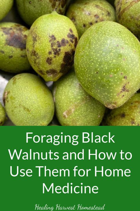 Find out how to forage for black walnuts and use them for medicine. You need black walnut tincture, powder, and herbal infused oil in your home medicine cabinet! Great for preppers and anyone who wants to be self-sufficient and empowered in your health. Black Walnut Medicinal Uses, Black Walnut Salve Recipe, Black Walnut Uses, Black Walnut Salve, Black Walnut Tincture Benefits, Tinctures For Beginners, Black Walnut Benefits, Black Walnut Tincture, Walnut Tincture