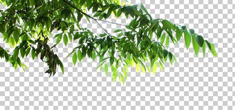 Leaves Png For Editing, Png Plants, Palm Leaf Plant, Leaf Png, Green Screen Background Images, Chinese Opera, Leaves Illustration, Background Images For Editing, Tree Png