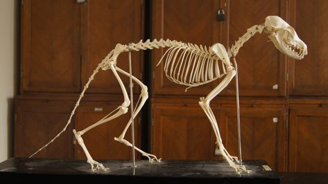 Fox Anatomy, Human Skeleton Anatomy, Fox Bones, Skeleton Anatomy, Cat Skeleton, Animal Skeletons, Bone Crafts, Vulture Culture, Animal Anatomy