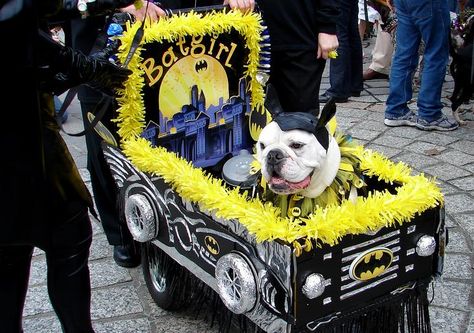 Paw Ideas, Mardi Gras Float, Dog Parade, Pet Parade, Pet Halloween Costumes, Parade Float, Mardi Gras, Puppy Love, Boston Terrier