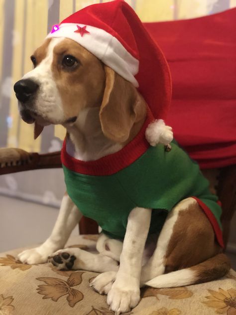 Beagle Costumes, Beagle Christmas, Cute Beagles, Wife Christmas, Cute Dog Pictures, Adorable Dogs, Christmas Puppy, Beagle Puppy, Christmas Photoshoot