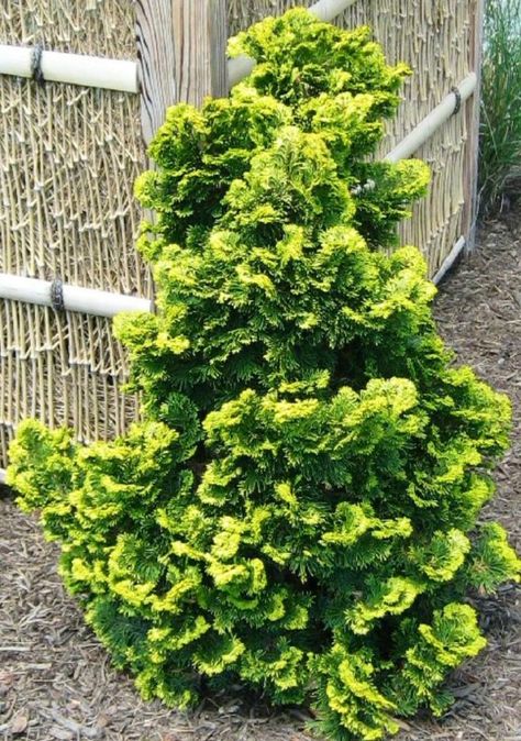 Conifers Garden, Hinoki Cypress, Evergreen Garden, Rock Garden Plants, Garden Shrubs, Unusual Plants, Evergreen Shrubs, Landscaping Plants, Front Garden