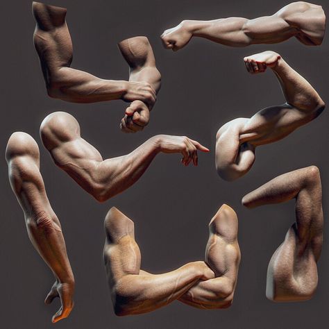 ArtStation - Male Arm sculpts Muscles Of The Arm, Practice Anatomy, Zbrush Anatomy, Arm Anatomy, 남성 근육, Hand Anatomy, Body References, Anatomy Sculpture, Human Anatomy Drawing