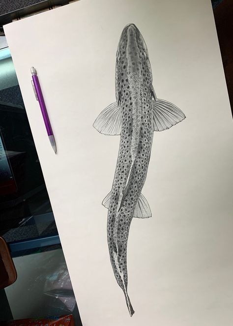 Tiger Trout Tattoo, Fish Tattoo Trout, Fly Fishing Sketch, Black And White Trout Tattoo, Fine Line Trout Tattoo, Brown Trout Drawing, Brook Trout Drawing, Cutthroat Trout Tattoo, Brook Trout Art