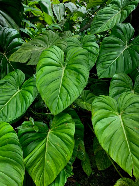 Rainforest Painting, Leaves Painting, Forest Leaves, Jungle Love, Jungle Leaves, Jungle Art, Reference Pics, Fern Leaves, Forest Painting