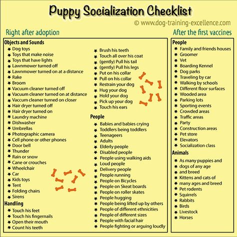 Puppy clicker training socialization is one of the most important things you should do with your new best friend. Learn the proper way to raise a confident and loving dog. Puppy Ideas, Puppy Socialization, Puppy Time, Puppies Tips, Positive Dog Training, Easiest Dogs To Train, Basic Dog Training, Bird Dog, Dog Training Advice