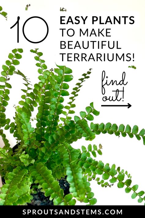 Discover the best plants for your closed terrarium! 🌱 From lush ferns to vibrant mosses, this post covers everything you need to create a stunning, self-sustaining mini ecosystem. Perfect for plant lovers and terrarium enthusiasts alike! 🌿✨ Terrarium Care, Mini Ecosystem, Closed Terrarium Plants, Water Terrarium, Closed Terrarium, Indoor Plant Display, Plant Display Ideas, Open Terrariums, Terrarium Supplies