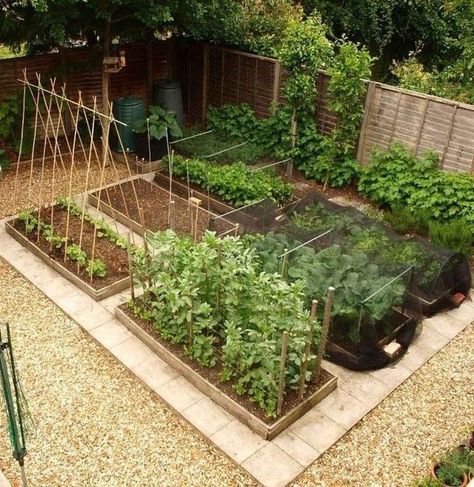 Kebun Herbal, Vegetable Garden Design Ideas, Backyard Vegetable Garden, Taman Diy, Urban Garden Design, Garden Layout Vegetable, Plants Growing, Backyard Vegetable Gardens, Garden Design Layout