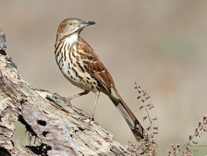 Brown thrasher.  Very large bird that resembles a wood thrush, but much bigger, and with a much longer tail.  Seldom seen, only occasionally. Nest Images, Brown Birds, Bird Suet, Brown Thrasher, Garter Snake, Nest Building, General Science, Black Capped Chickadee, Brown Bird