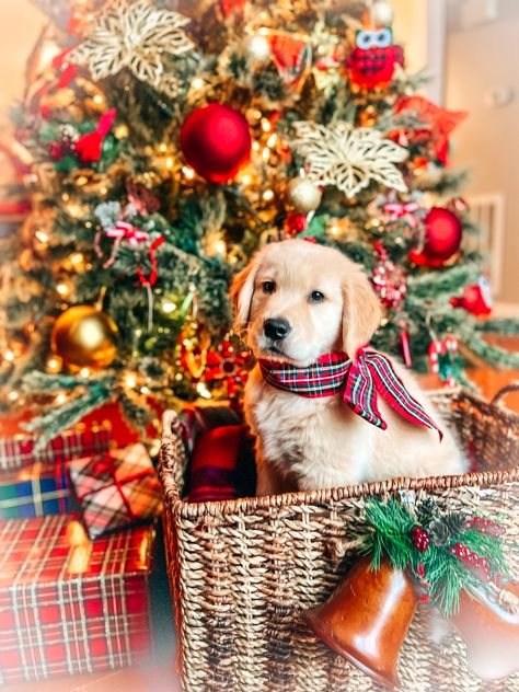 Christmas puppy Hank is the sweetest Golden retriever Golden Retriever Puppy Christmas Present, Christmas Puppy Litter Photoshoot, Family Christmas Card Ideas With Dogs, Puppy First Christmas, Puppy For Christmas Surprise, Christmas Dog Aesthetic, Christmas Puppy Pictures, Puppy Christmas Pictures, Hot Dogs In Crescent Rolls