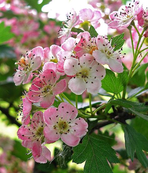 hawthorn flower | HAWTHORN FLOWER | Flickr - Photo Sharing! Hawthorne Flower, Hawthorn Flower, May Birth Flowers, Hawthorn Tree, Birth Flower Tattoos, Mataram, Language Of Flowers, Flower Fairies, Birth Month Flowers