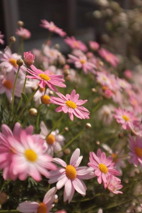 Pink Daisy flowers Pink Daisy Wallpaper Iphone Wallpapers, Pink Daisy Wallpaper, Pink Daisies, Pink Photography, Daisy Wallpaper, Hippie Painting, Flowery Wallpaper, Beautiful Pink Flowers, Book Flowers