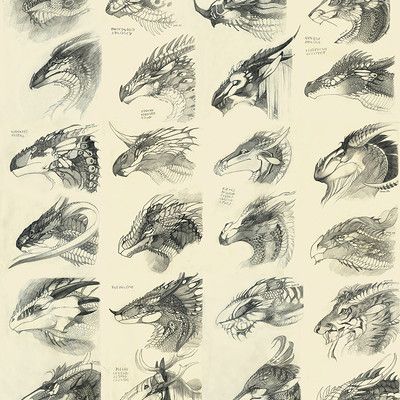 Dragon Anatomy, Dragon Heads, Dragon Sketch, Animale Rare, Dragon Pattern, Dragon Head, Dragon Artwork, Dragon Drawing, Mythological Creatures