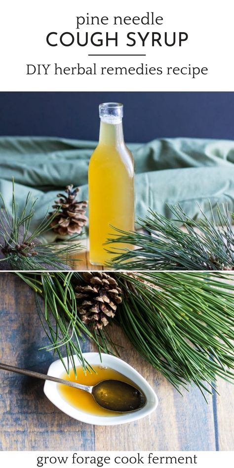 Pine Needle Cough Syrup: DIY Herbal Remedies Recipe - Make this pine needle cough syrup with foraged pine needles to help soothe a sore throat and ease coughs. This herbal medicine and foraged food recipe is from the book Healing Herbal Infusions and one I use every winter during cold and flu season to boost immunity! Herbal Syrups, Herbal Cough Syrup, Soothe A Sore Throat, Book Healing, Homemade Cough Remedies, Herbal Medicine Recipes, Herbal Remedies Recipes, Diy Herbal Remedies, Wild Food Foraging